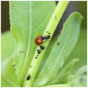 Coccinella Adalia che mangia afidi su un gambo verde. Insetti utili per il controllo dei parassiti.