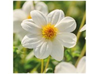 Grow by OBI Dahlia Sneezy Blanc 1 pc