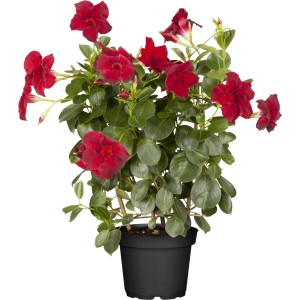 Dipladenia con supporto per rampicanti in vaso, fiori rossi e foglie verdi. Pianta da vaso fiorita per balcone e terrazza.
