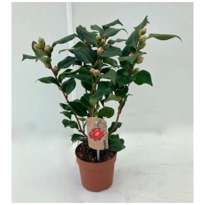 Camelia Camellia japonica in vaso con foglie verdi e boccioli.
