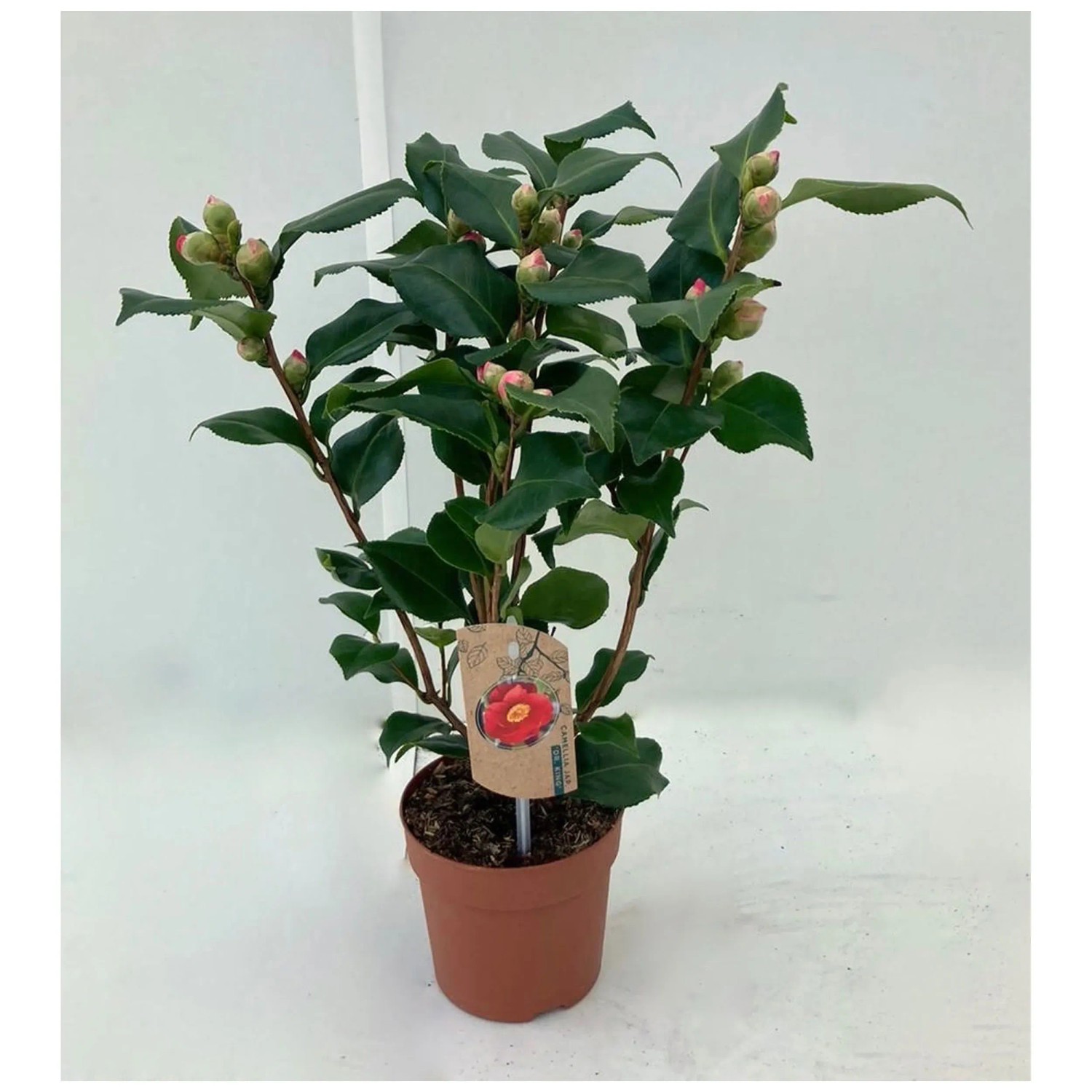 Kamelie Camellia japonica in Sorten Topf  13 cm / 1 Stk.