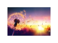 Leinwand-Wandbild Canvas Colorful contrast Dandelion 65 x 97 cm