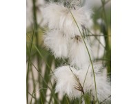 Schmalblättriges Wollgras Weiss Topf Ø ca. 9 cm