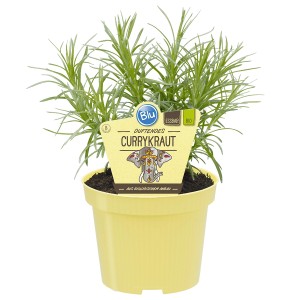 Blu erba di curry bio in vaso giallo, vaso-Ø ca. 12 cm. Erbe aromatiche da cucina per luoghi soleggiati.