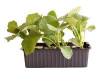 Wirz Bio 12er-Schale