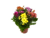 Herbst-Chrysantheme Rock n Roll Chrysanthemum indicum Topf Ø c14 cm