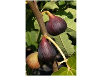 Feige Ficus carica verschiedene Sorten Topf 10 l / 1 Stk.