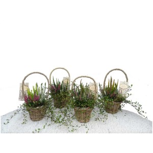 Mélange de bruyères Calluna et Muehlenbeckia dans un panier à anse, décoration automnale.