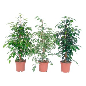 Trois ficus benjamina en pot avec différentes couleurs de feuilles.