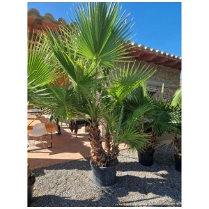 Palmier éventail mexicain Washingtonia Robusta en pot, feuilles vertes.