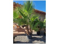 Mexikanische Fächerpalme Washingtonia Robusta Topf Ø 35 cm / Höhe 170 cm