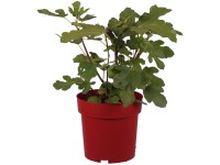 Feigenbaum Morena Ficus carica Topf 3,4 l