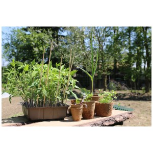 Vassoio per semina Videx Garden con piantine e vasetti da semina in giardino.