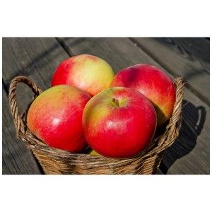 Pommes Idared, rouge-jaune, dans un panier sur une table en bois. Récolte de pommiers.