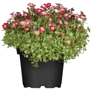 Saxifraga muschiata in vaso, fiori rossi e rosa. Ideale per aiuole perenni.