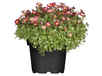 GROW by OBI Moossteinbrech Saxifraga Topf Ø 13 cm