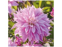 Grow by OBI Dahlie Labyrinth Two Tone 1 Stk. Grow by OBI Dahlie Labyrinth Two Tone 1 Stk.