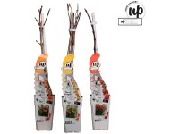 Grosse Klettertrompete Campsis x tagliabuana Mix Topf Ø 15 cm / 1 Stk.