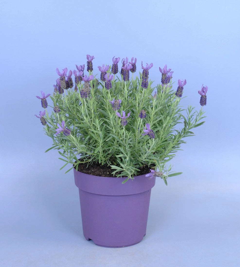 Lavendel "Lavandula stoechas Anouk" kaufen bei OBI