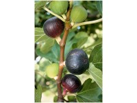 Feigenbaum Ronde de Bordeaux Ficus Topf 5 l