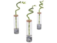 Glücksbambus Dracaena sanderiana Spirale in Vase Ø 7,2 cm / 1 Stk.