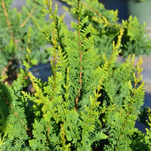Cipresso di Hinoki 'Teddy Bear' con aghi verde bronzo e verde fresco.