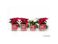 Weihnachtsstern Mini Euphorbia pulcherrima Weihnachtstopf Ø 6 cm