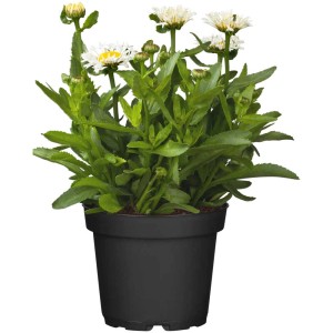 Mix di piante perenni in vaso (Ø 12cm) con fiori bianchi e foglie verdi.