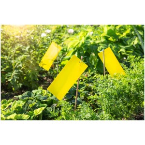 Trappole gialle Windhager, 10 pz, in uso contro i parassiti in giardino.