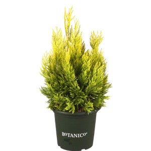 Cipresso dorato '4ever Goldy' in vaso, altezza circa 40-50 cm. Thuja plicata.