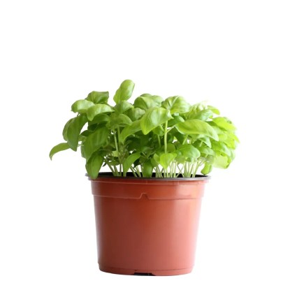 Basilikum Grün Bio Topf Ø 13 cm