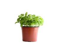 Basilikum Grün Bio Topf Ø 13 cm