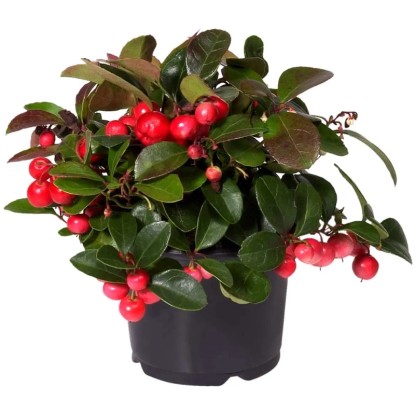 Scheinbeere Gaultheria procumbens Topf Ø 17 cm / Höhe ca. 5 - 10 cm