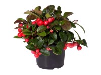 Scheinbeere Gaultheria procumbens Topf Ø 17 cm / Höhe ca. 5 - 10 cm