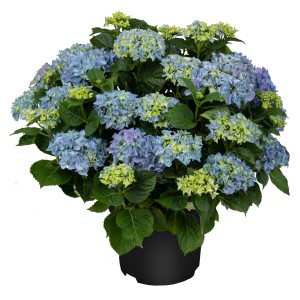 Ortensia blu Endless Summer in vaso, alta circa 50 cm. Pianta da contenitore decidua e resistente.