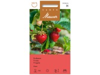 Erdbeere Herz F1 Erdbeere Herz F1