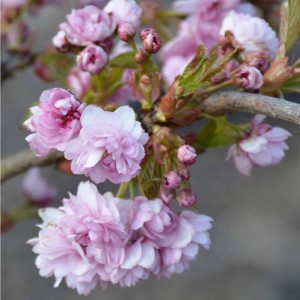 Primo piano dei fiori rosa del ciliegio garofano (ciliegio ornamentale) in vaso da 5 l.