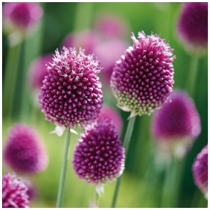 Nahaufnahme von purpurroten Zierlauch-Blüten (Allium sphaerocephalon) im Garten.