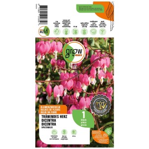 Grow by OBI Cuore di Maria Spectabilis Rosa, bulbo da fiore con fiori rosa.
