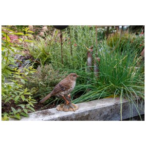 Detailreiche Singdrossel Dekofigur (Höhe 16cm) von Vivid Arts für die Gartendekoration.