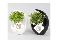 Bonsai in Keramik-Topf Ø 15 cm / 1 Stk.