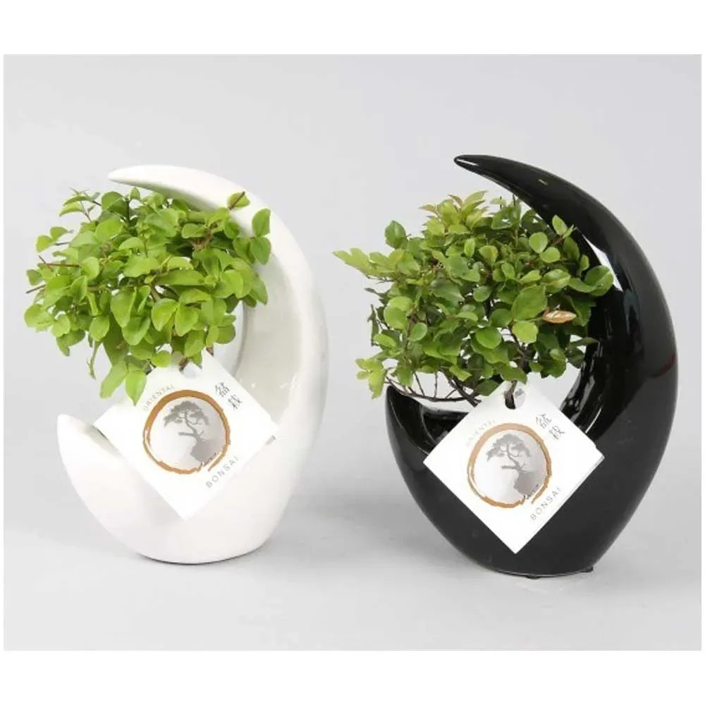 Bonsai in Keramik-Topf  15 cm / 1 Stk.