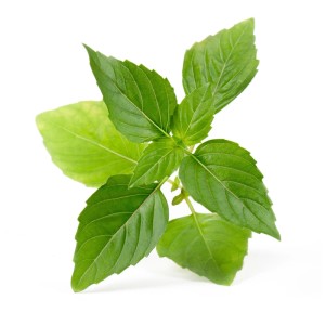 Basilic thaï bio frais pour jardins d'intérieur Véritable. Graines d'herbes aromatiques pour la cuisine.