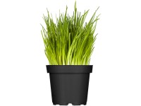 Bio-Kräutermix verschiedene Sorten Topf Ø 13 cm / 1 Stk.