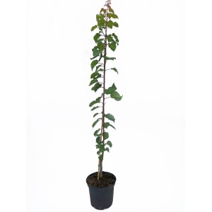 Abricotier colonnaire 'Somo' en pot : Arbre fruitier étroit pour balcon et jardin.