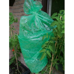 Feuille de tomate verte protégeant un plant de tomate dans le jardin.