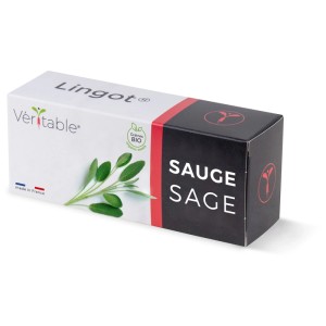 Véritable Lingot confezione di semi di erbe salvia biologica per giardino interno.