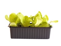 Lattich Braun Bio 12er Schale