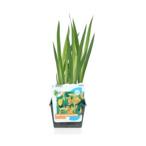 Giaggiolo acquatico giallo (Iris pseudacorus) in vaso, pianta da laghetto per zone ripariali e paludose.