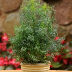 Blu Dill Bio pot-Ø env. 12 cm, herbes de cuisine en pot.